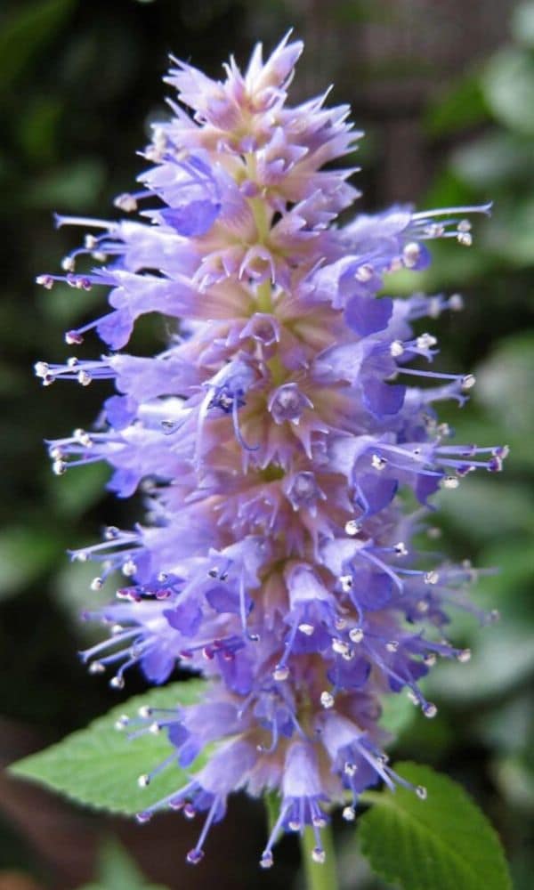 agastache foeniculum