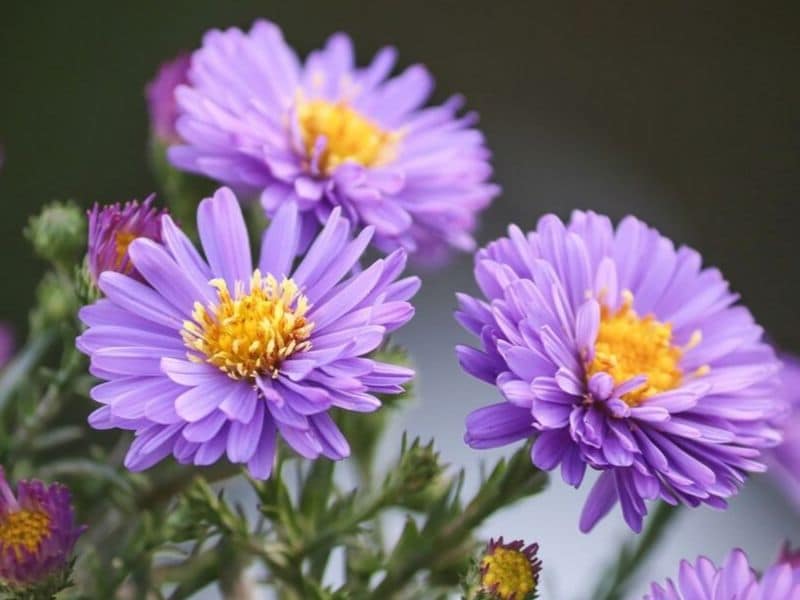 Aster is September flower