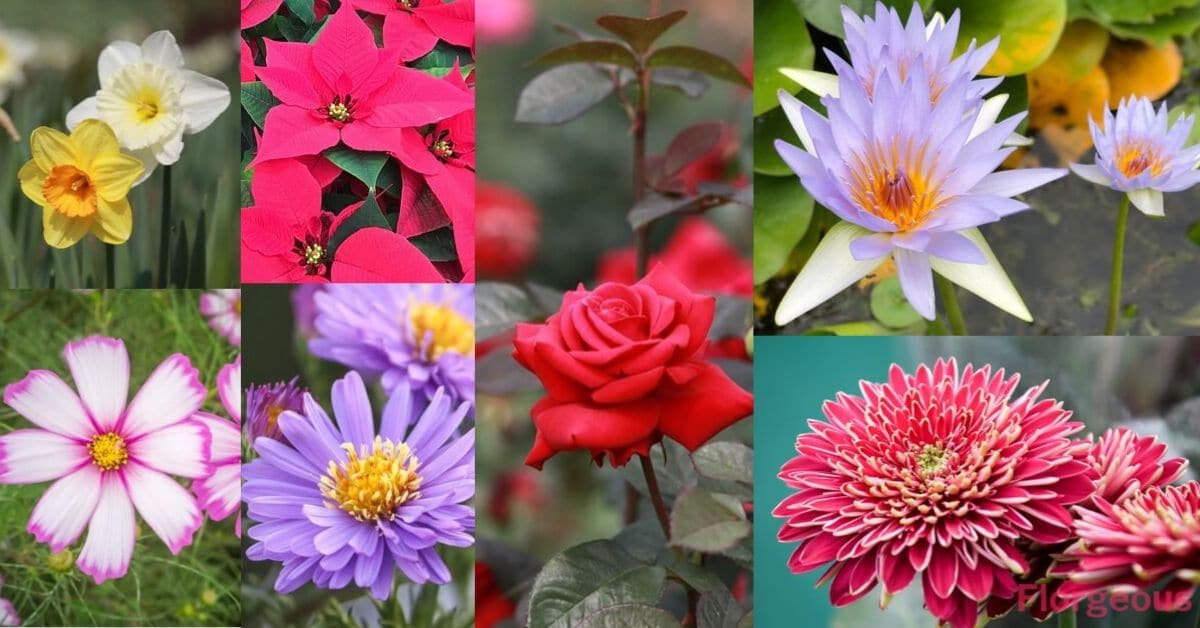 Top 25 Birth Month Flowers and Their Meanings with Pictures