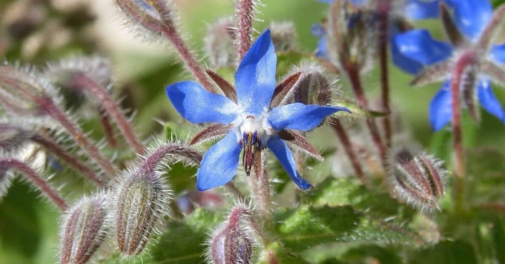 borage flower