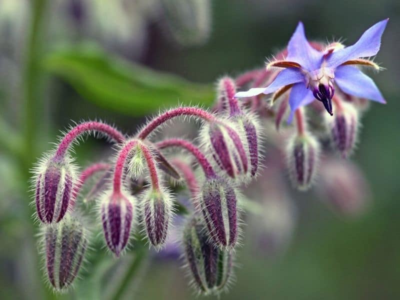 borage plant