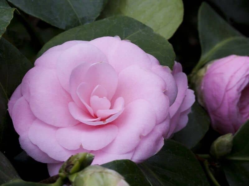 camellia japonica