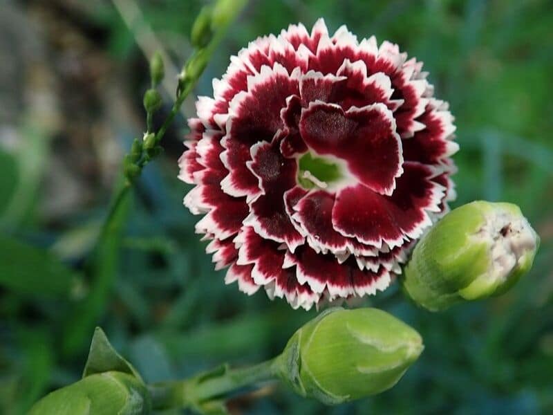 february-birth-flower-iris-necklace-eveliza-tumisma