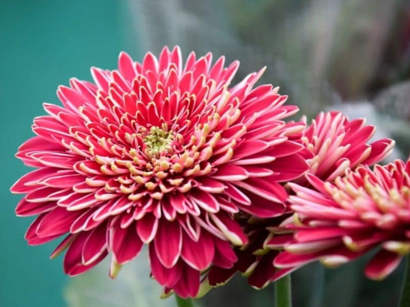 Chrysanthemum is November flower