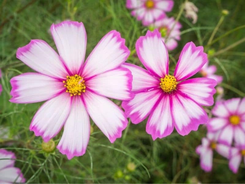 Cosmos is October flower