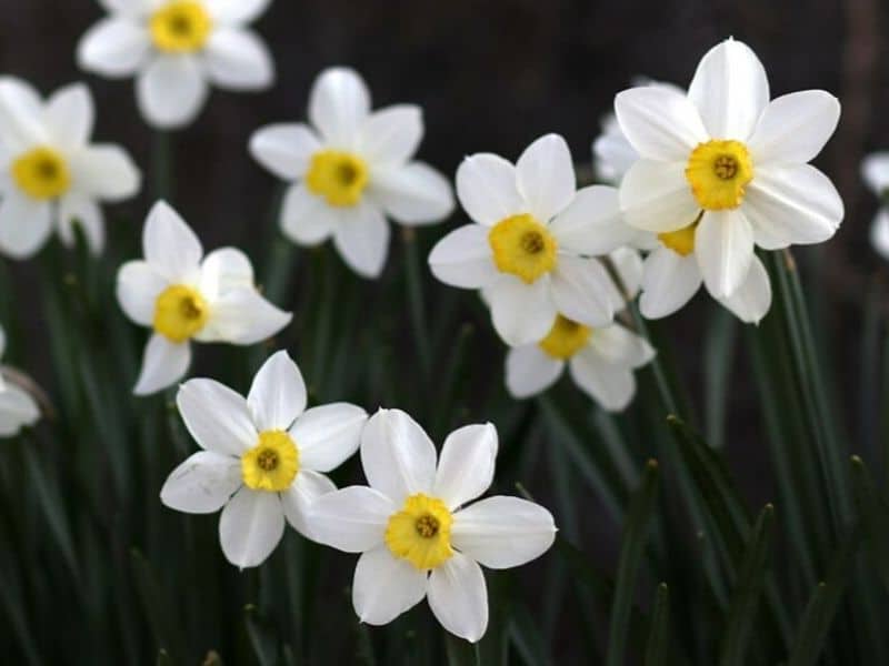 Daffodil is March flower
