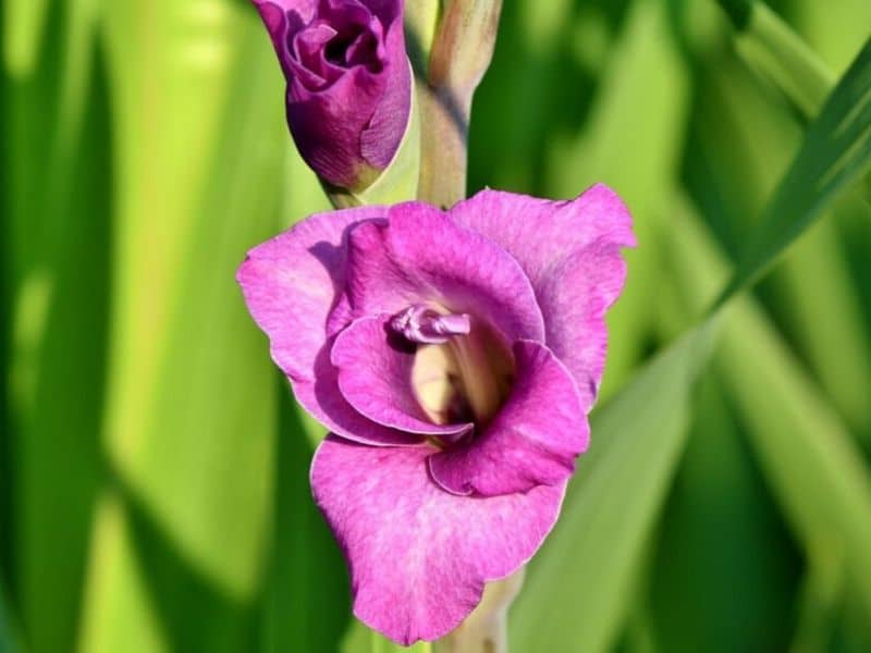 Gladiolus is August flower