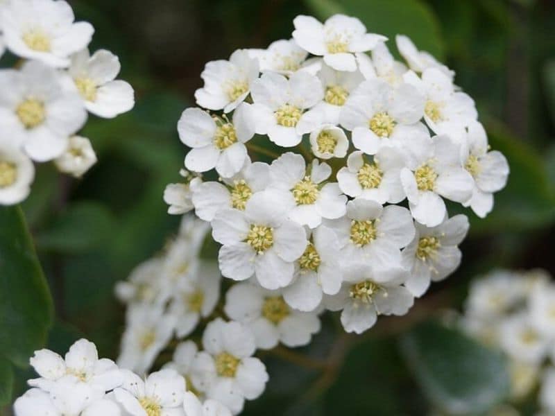 Hawthorn is May flower