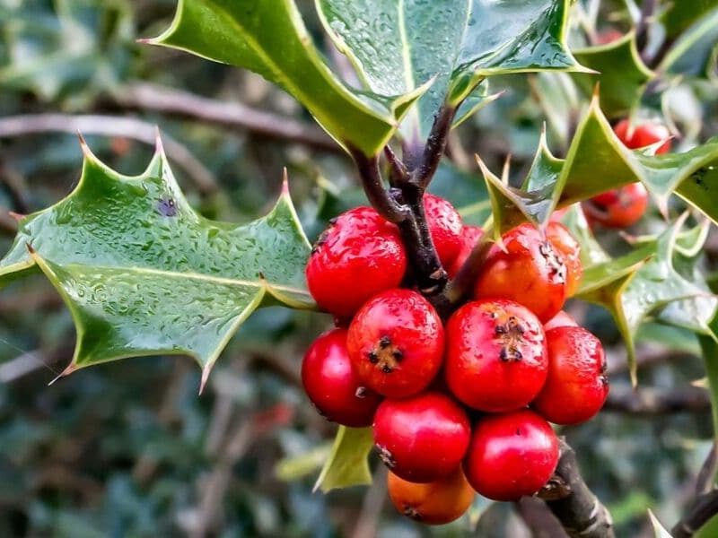 Holly is December flower