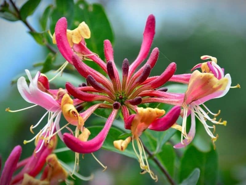 Honeysuckle is June flower