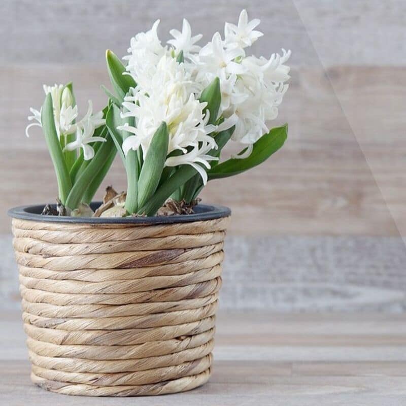 hyacinth in a pot