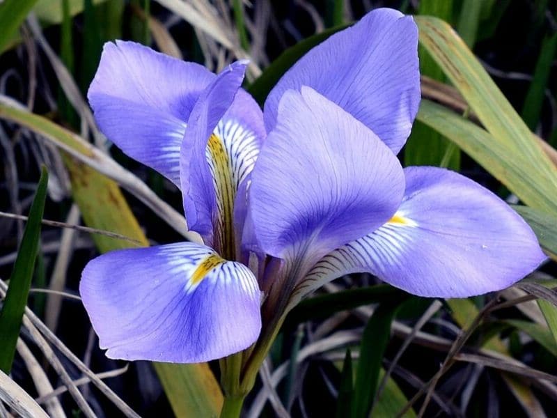 Iris is February flower