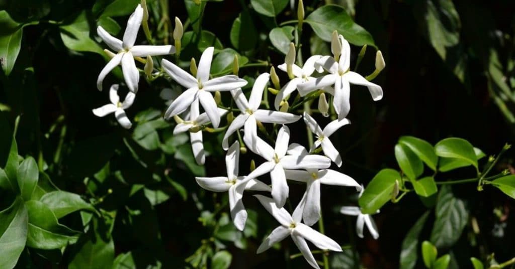 Jasmine flowers