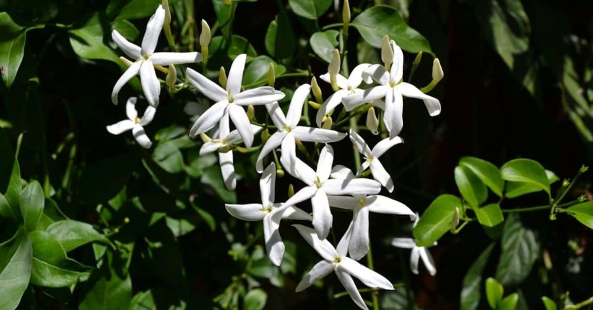 Jasmine Flowers Facts How To Plant Growth And Care Florgeous