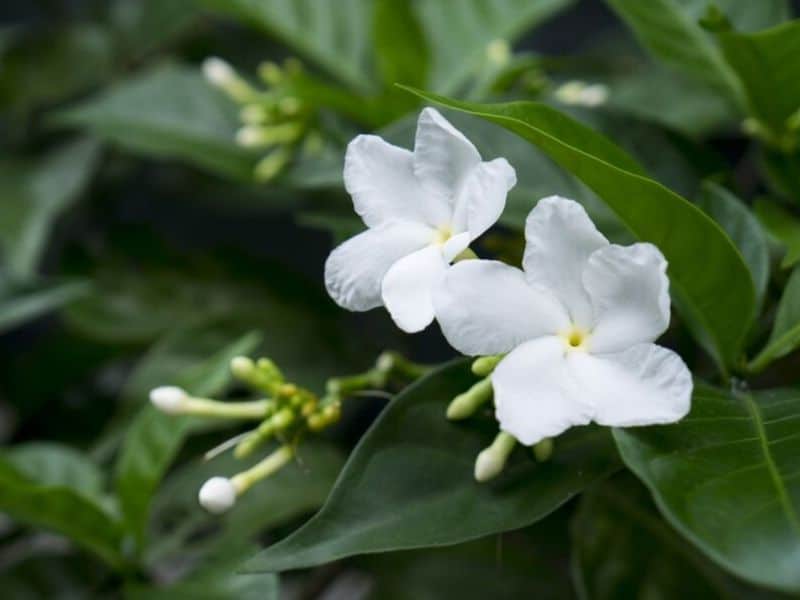 jasmine origin