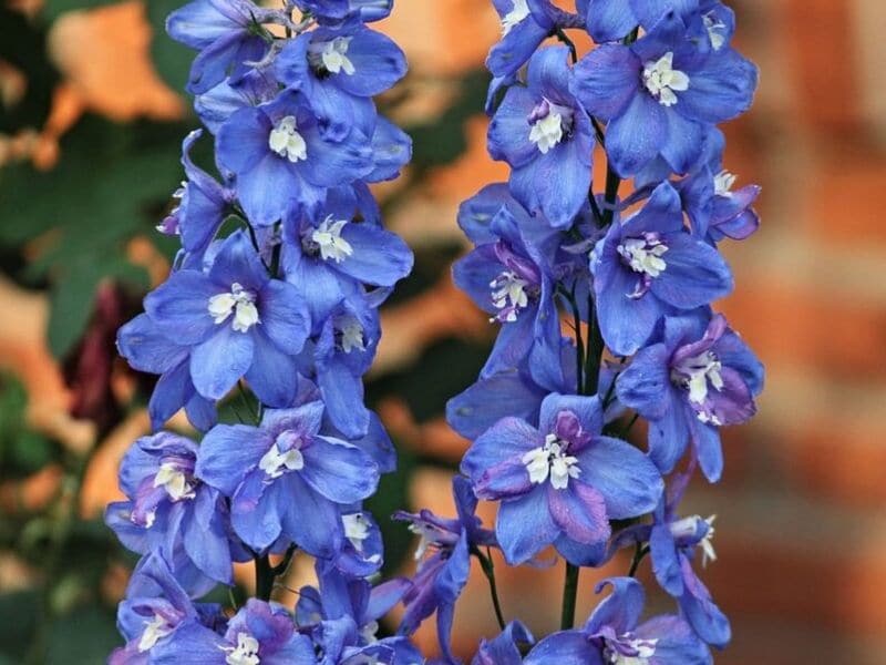 Larkspur is July flower