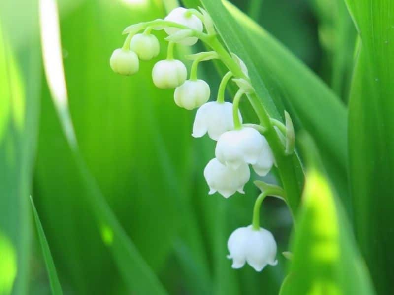 Lily of the valley is May flower