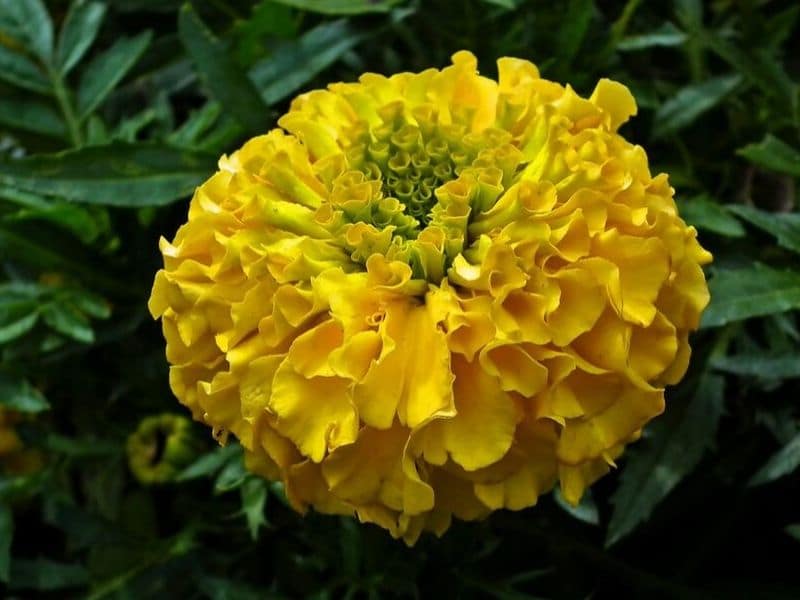 Marigold is October flower