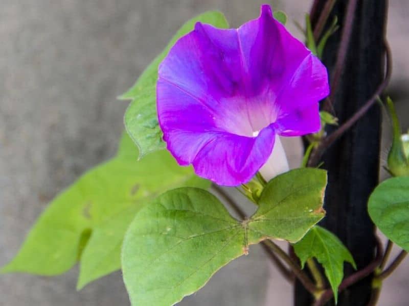 Morning glory is September flower