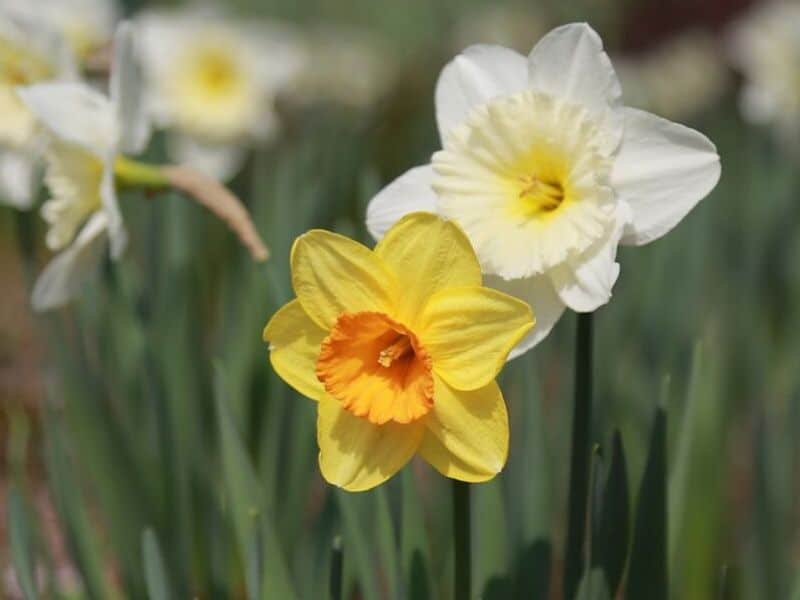 Narcissus is December flower