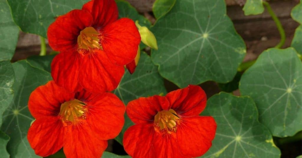 Nasturtium Flower Types, How to Plant, Grow, and Care | Florgeous