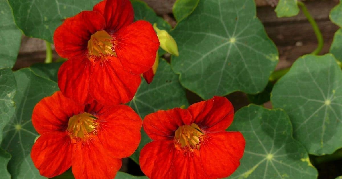 Nasturtium Flower Types How To Plant Grow And Care Florgeous