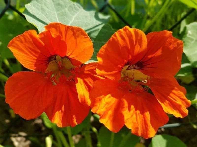 orange nasturtium flowers