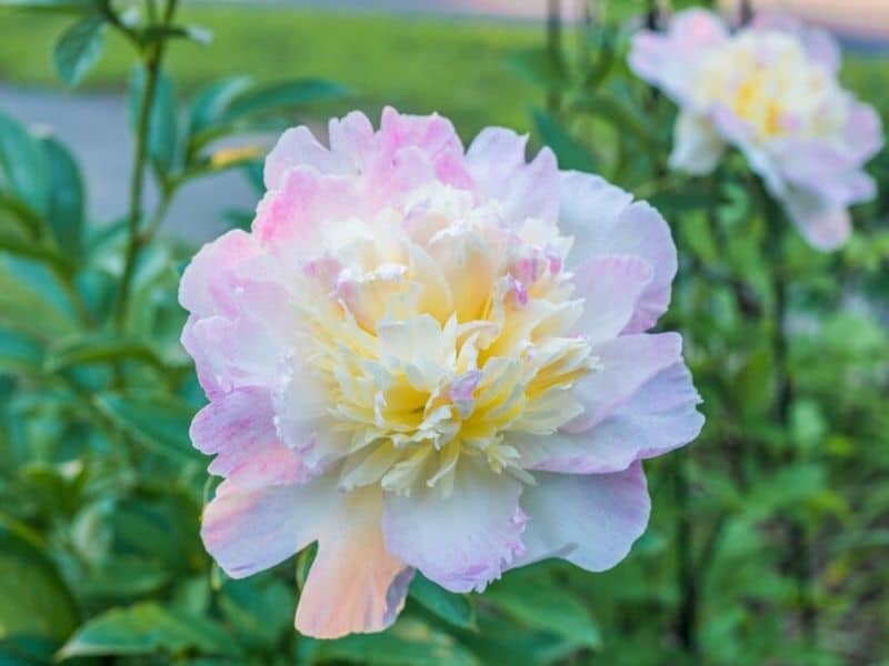 Peony is November flower