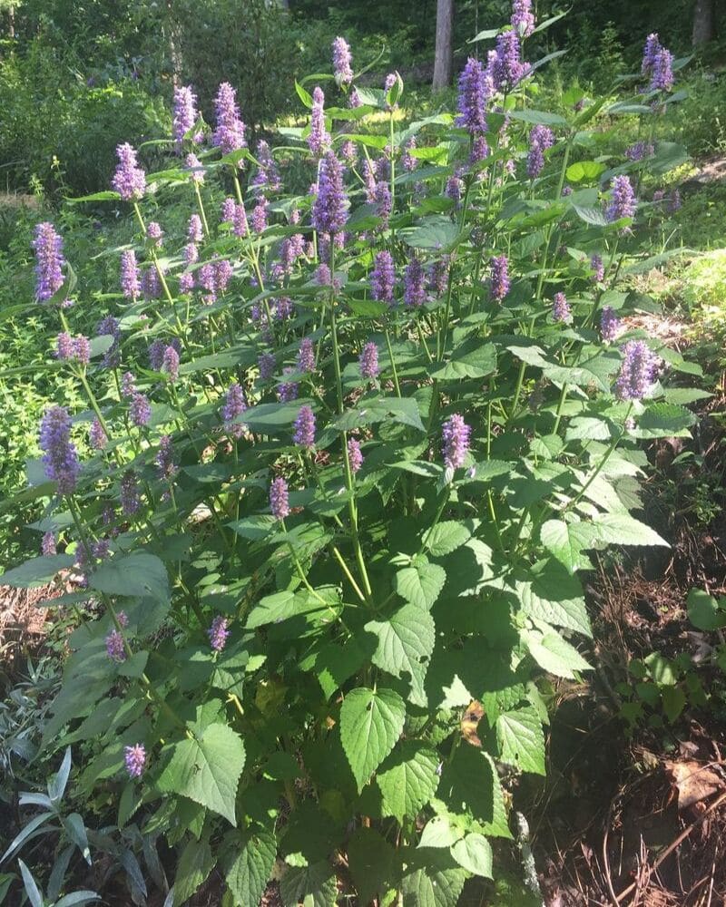 planting anise hyssop