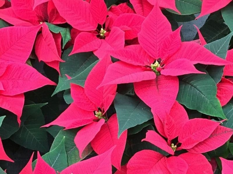 Poinsettia is December flower