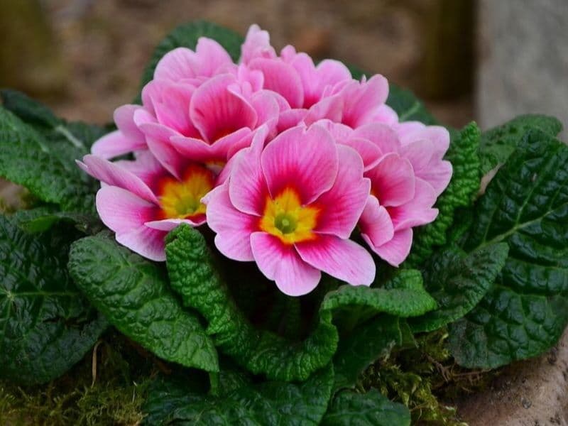 Primrose is February flower