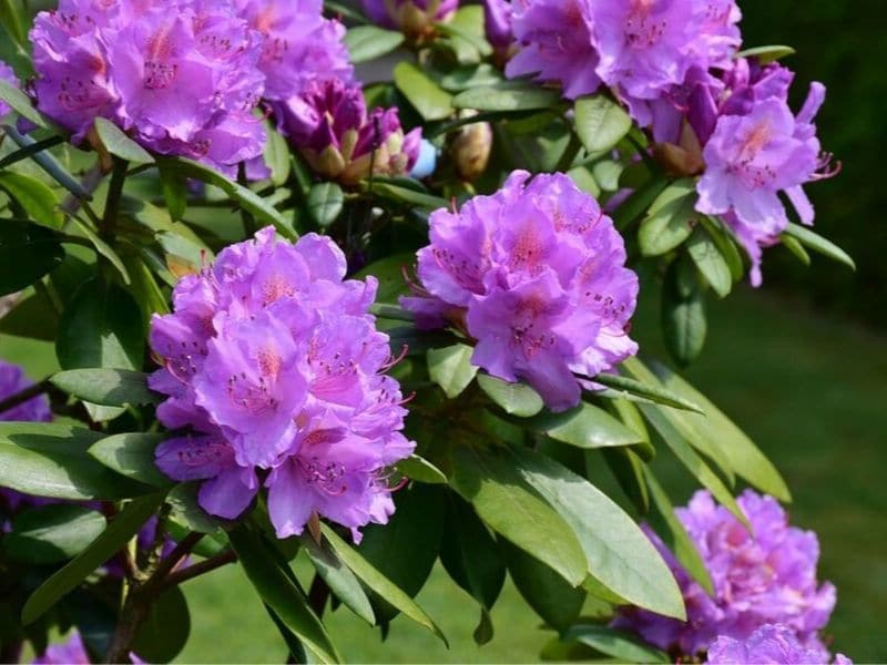 purple rhododendron bush