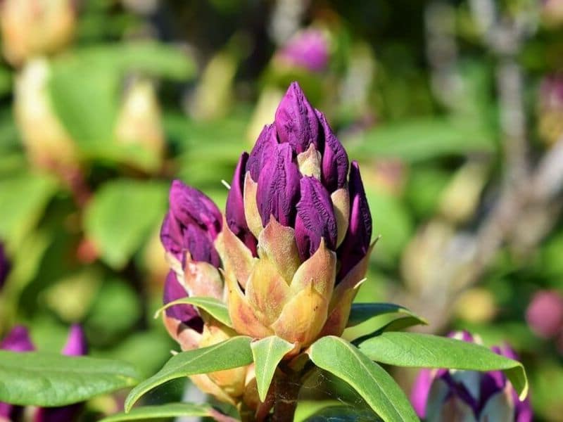 rhododendron buds