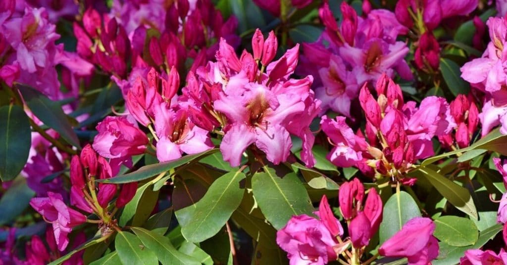 rhododendron flowers