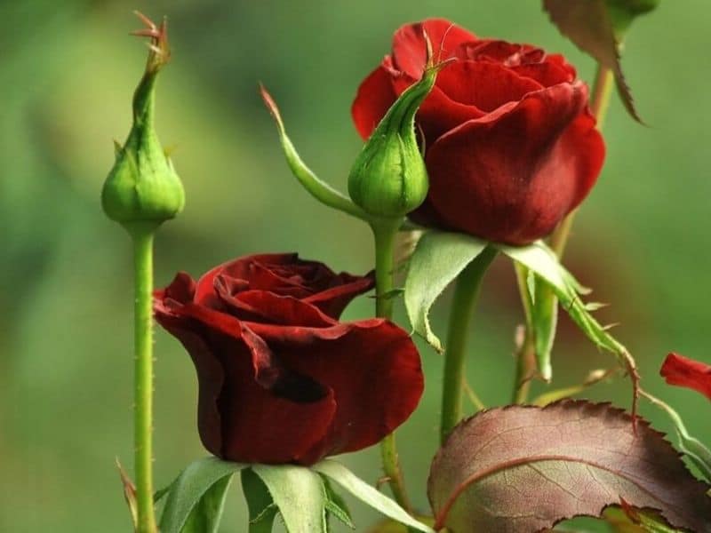 Rose is June flower