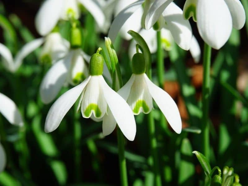 Snowdrop is January flower