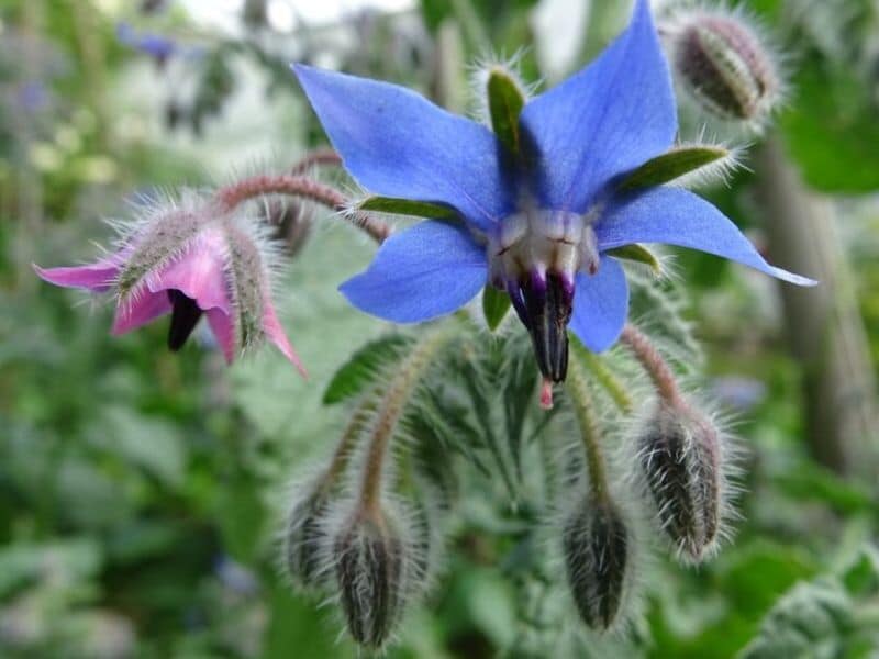 starflower