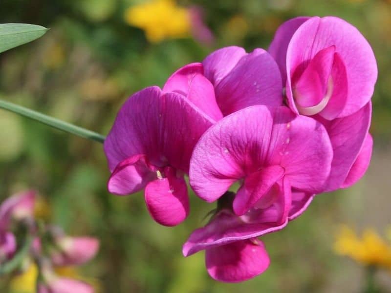 Sweet pea is April flower