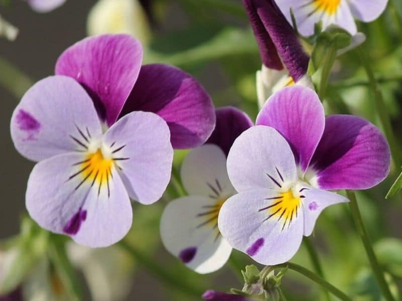 Violet is February flower