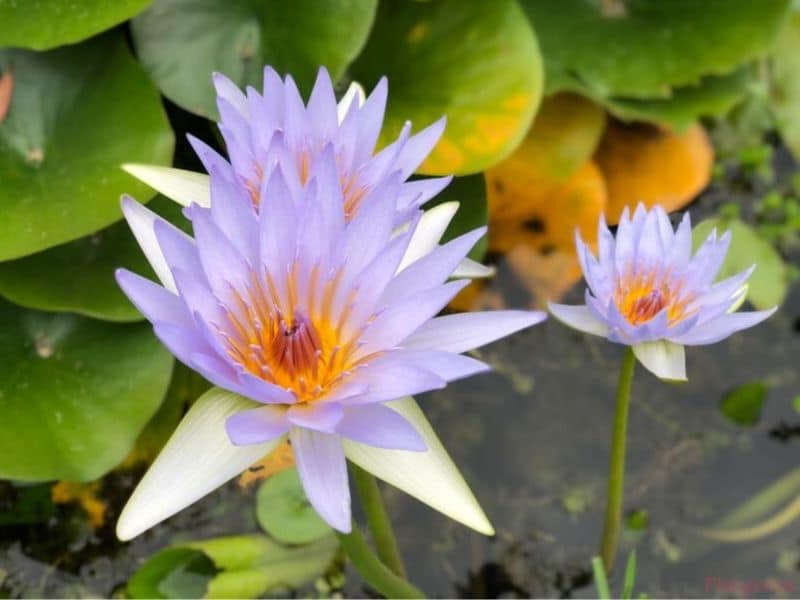 Water lily is July flower