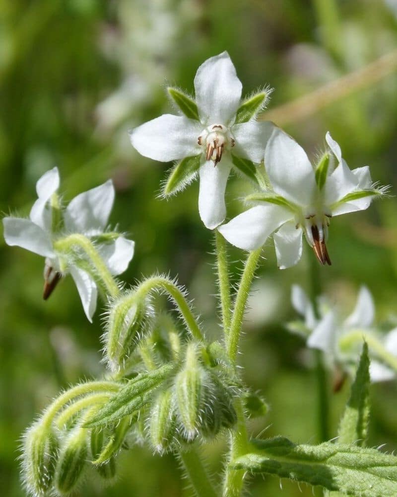 white borage alba