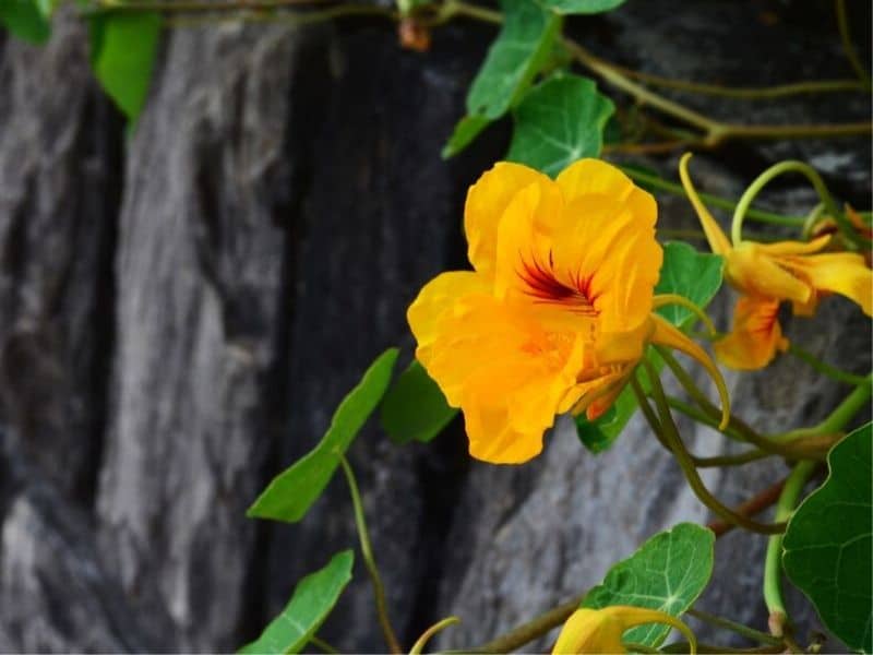 yellow nasturtium