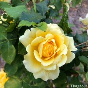 The Different Rose Types: Plant Facts and Images | Florgeous