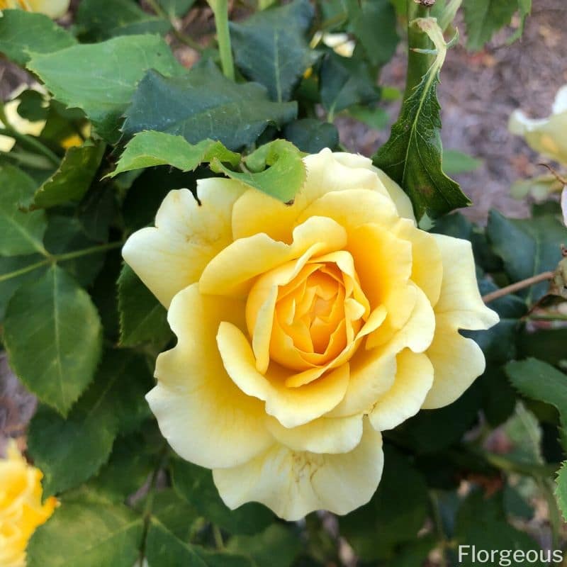 a yellow rose