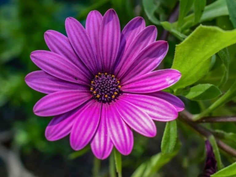 African Daisies (Osteospermum Flower) Types, How to Grow and Care