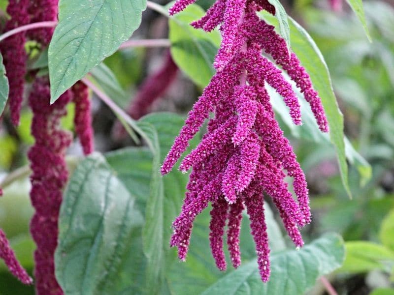 amaranthus