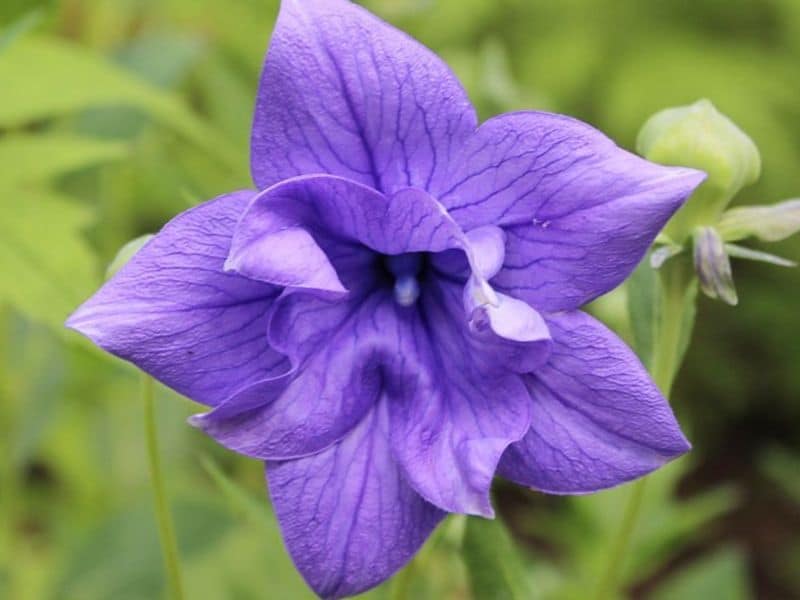 balloon flower