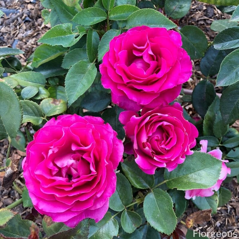 beautiful pink roses