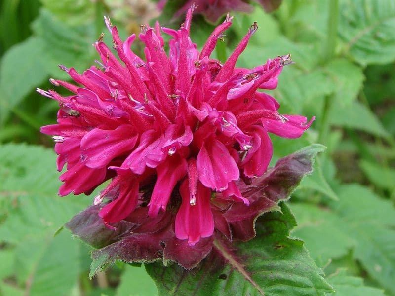 bee balm