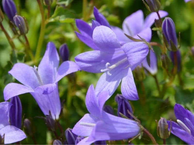 Колокольчик ваз. Леукофиллум кустарниковый. Цветы портезя. Flower form.